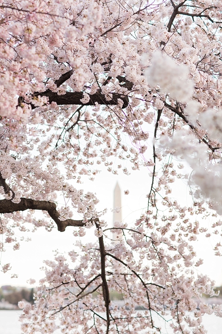 Washington DC cherry blossom Anniversary Session- Abby Grace Photography