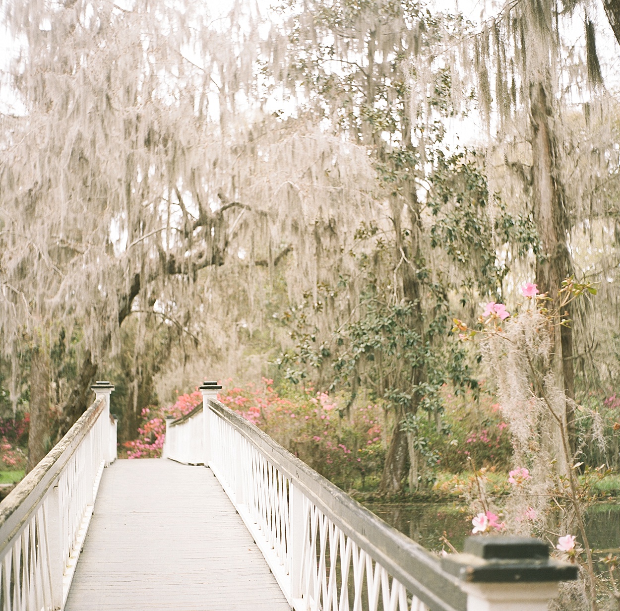 Charleston, SC film photographer | Abby Grace