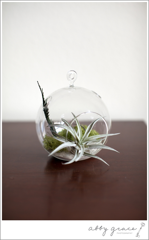 Sea and Aster air plant