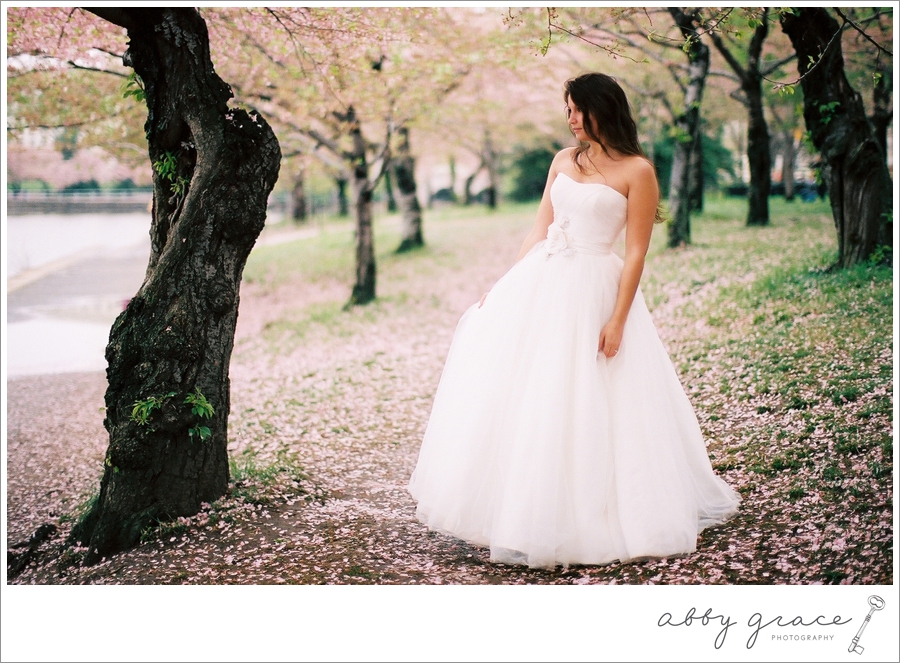 Washington DC cherry blossoms bridal photography