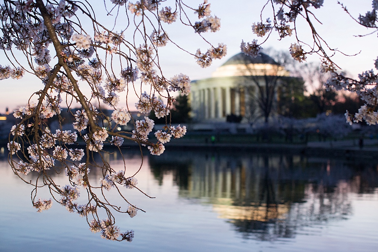 Washington, DC cherry blossoms Jefferson Memorial sunrise | Abby Grace