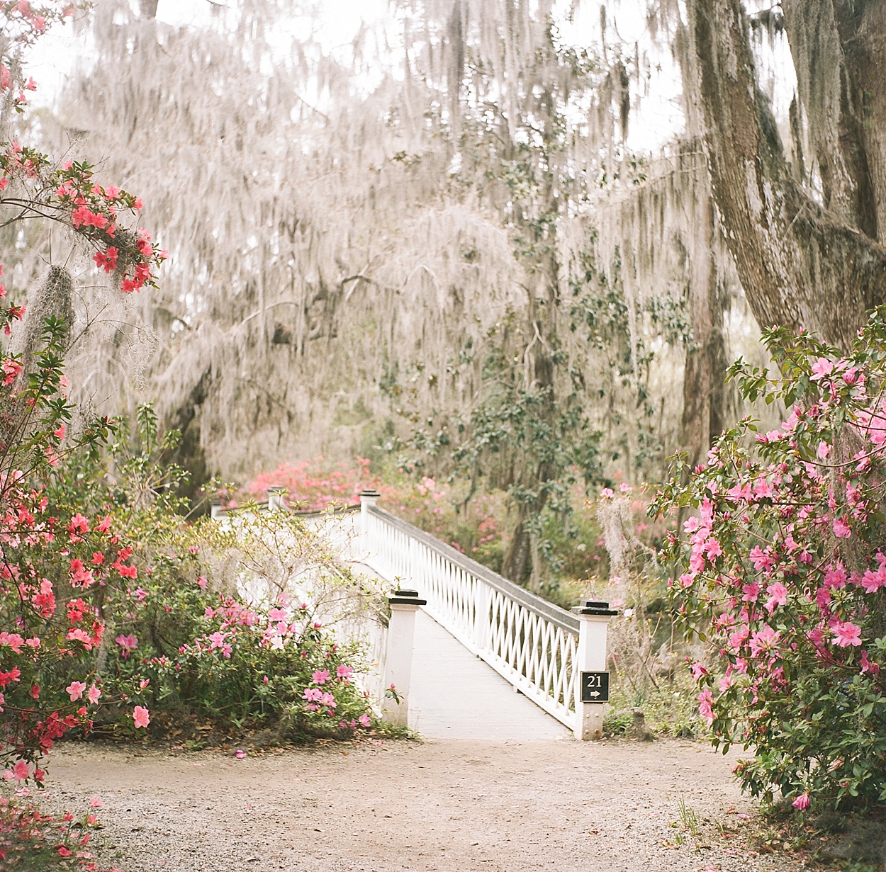 Magnolia Plantation | Charleston, SC | Abby Grace Photography
