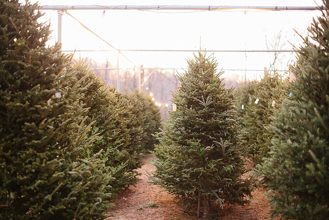 Krop's Crops Christmas tree farm | Abby Grace Photography